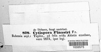 Cytospora pinastri image